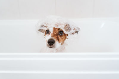 Portrait of white dog in bathroom