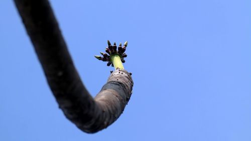 Low angle view of flower against blue sky