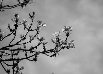 Low angle view of flowering plant against sky