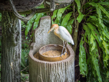 Bird perching on tree trunk