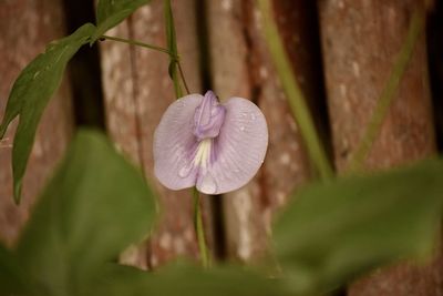 Close-up of purple flowering plant