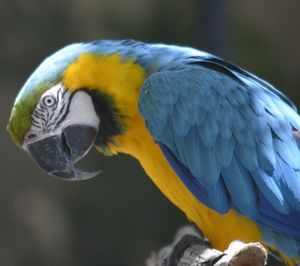 Close-up of blue parrot perching