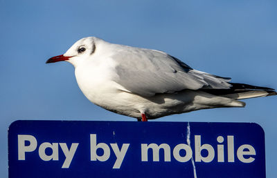 Bird on the blue sign