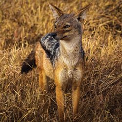 African wild dog standing in a field