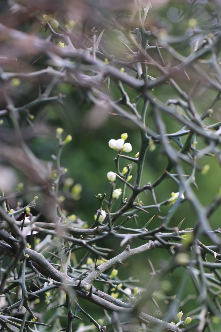 growth, focus on foreground, close-up, plant, branch, nature, leaf, twig, beauty in nature, selective focus, freshness, stem, fragility, day, outdoors, no people, tranquility, tree, botany, green color