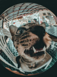 Close-up portrait of a cat