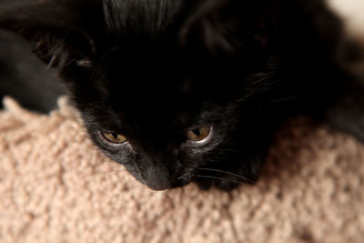 Close-up portrait of cat