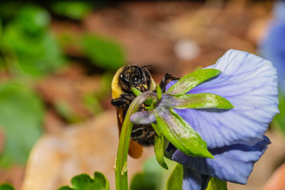 Close-up of bee pollinating on flower