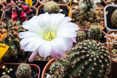 Close-up of white cactus flower pot