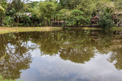 Reflection of trees in lake