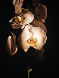 Close-up of white flowering plant against black background