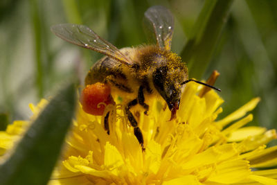 Close-up of insect on yellow flower