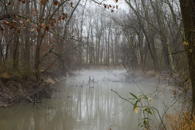 Scenic view of lake in forest