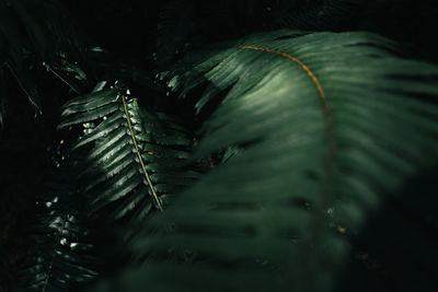 Close-up of wet pine tree leaves