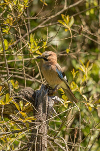 Bird perching on a tree