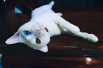 Close-up portrait of white cat