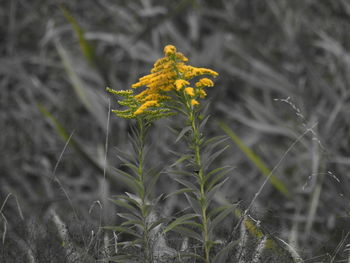 Close-up of yellow flowers