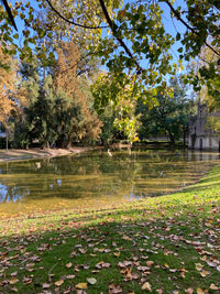 Scenic view of lake in park during autumn