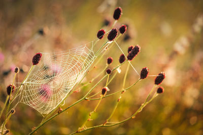 Close-up of spider web on plant