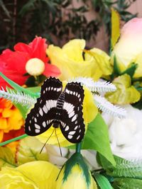 Close-up of butterfly pollinating on yellow flowers