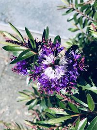 Close-up of purple flowering plant