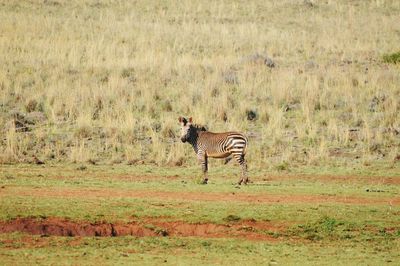 Zebra in the wild jungles of south africa