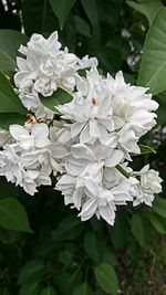 Close-up of white flowering plant