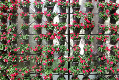 Red flowering plants in pot for sale