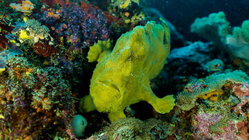 Close-up of fish swimming in sea