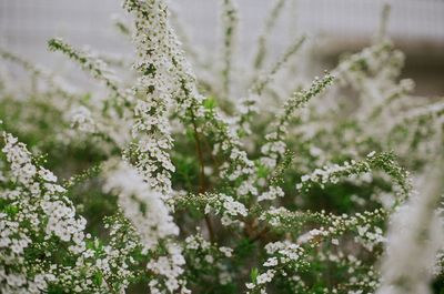 Close-up of plants