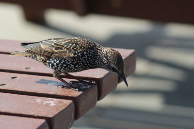 Close-up of a bird perching on table