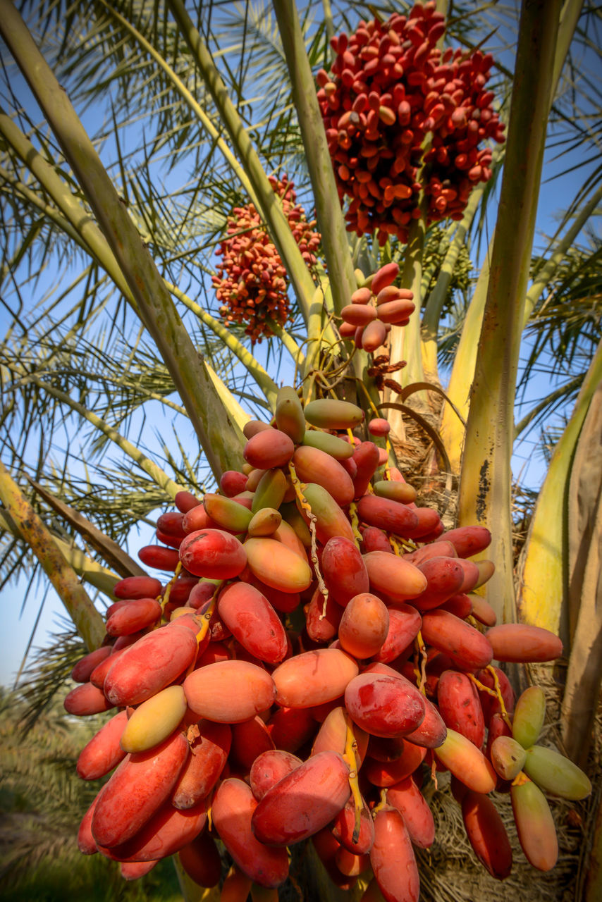 LOW ANGLE VIEW OF FRUITS ON TREE