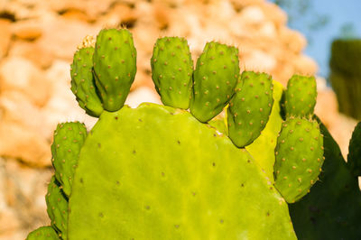 Close-up of prickly pear cactus