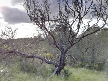 Bare trees on landscape