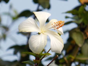 Chinese hibiscus close-up of white flowering plant, natural flower photography