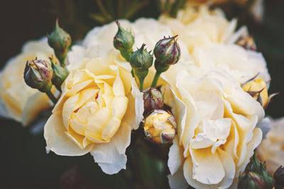 Pale yellow roses in the garden, beautiful flowers for floral background