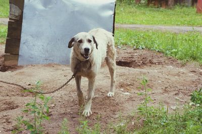 Portrait of dog on field