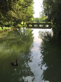 Swans swimming in lake