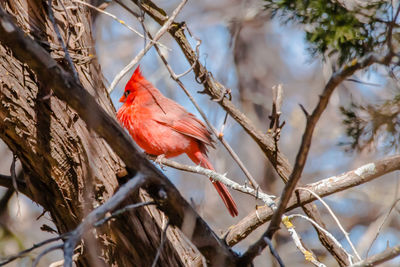 Close-up of bird perching on tree