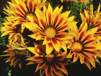 Close-up of yellow flowers blooming outdoors