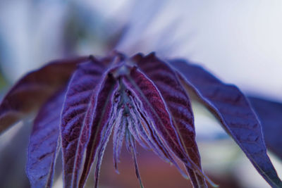 Close-up of wilted flower