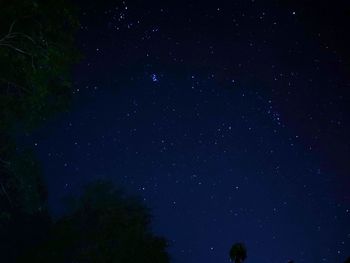 Low angle view of trees against star field at night