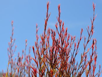 Close-up of plants against blue sky