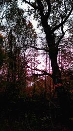 Low angle view of trees in forest against sky