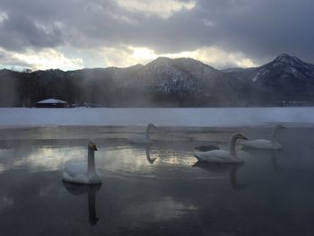 Swans swimming in lake