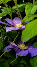 Close-up of honey bee on purple flower