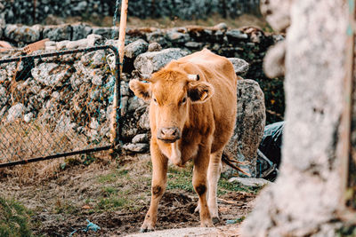 Cow standing in a field