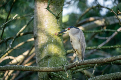 Close-up of a bird perching on branch