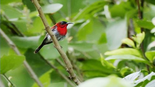 Bird perching on a plant