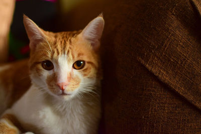 Close-up portrait of a cat
